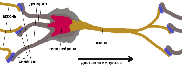 Нейронные сети - биологический нейрон